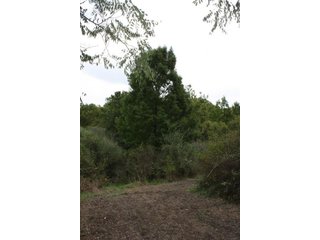 Property photo 69 - 419 +/- Acres offered in 6 Tracts, Land Auction